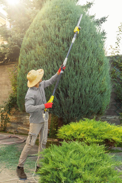 Best Lawn Pest Prevention  in Fair Oaks, VA